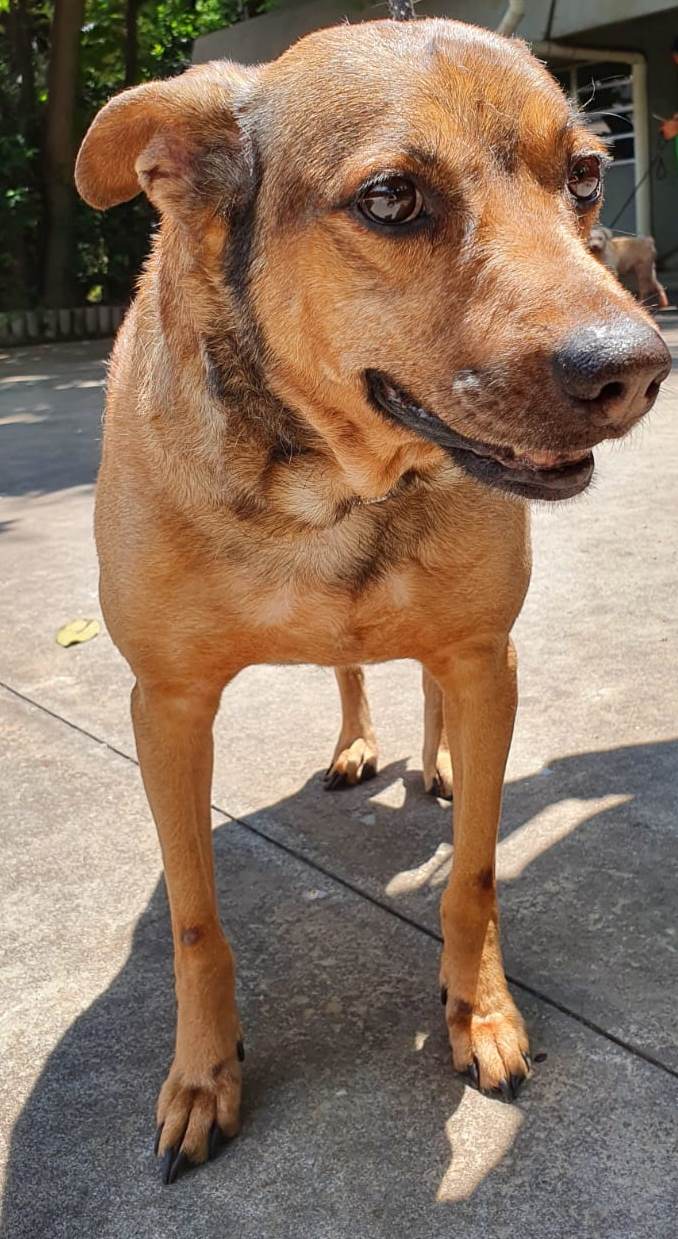 #PraCegoVer: Fotografia do cachorro Tom. Ele é marrom e olha fixamente para a ca^mera.